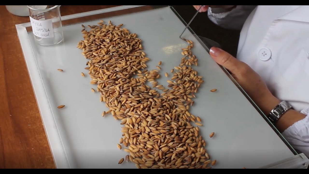 ISTA Tetrazolium Testing of Oryza sativa