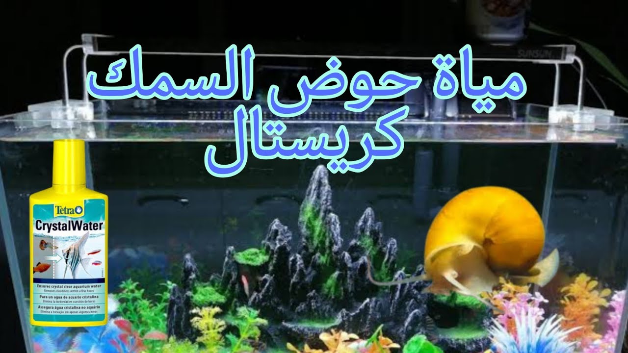 مياة حوض السمك كريستال لماذا🐌🐌🐌 اسماك خدمية تجعل مياة الحوض اكثر نظافة Fish tank cleaning