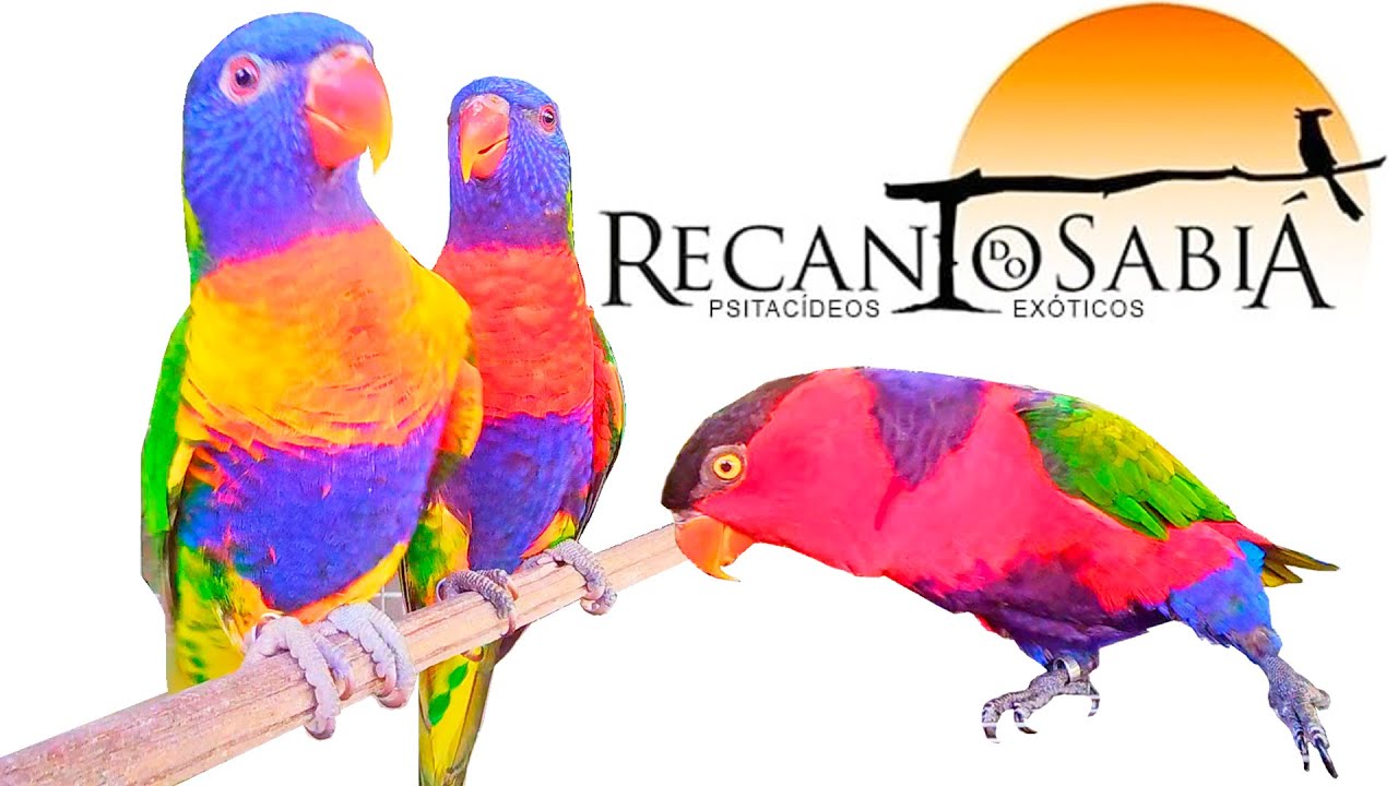 Criadouro Recanto do Sábia, todo colorido e graciosidade das aves.