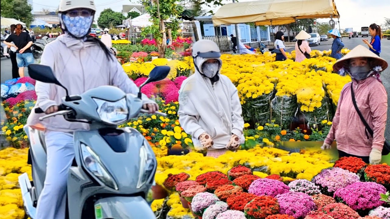 Chợ Hoa Rạch Giá 2026 – Mai, Cúc Vàng Rực Cả Khu Lấn Biển nhộn Nhịp Cuối Năm