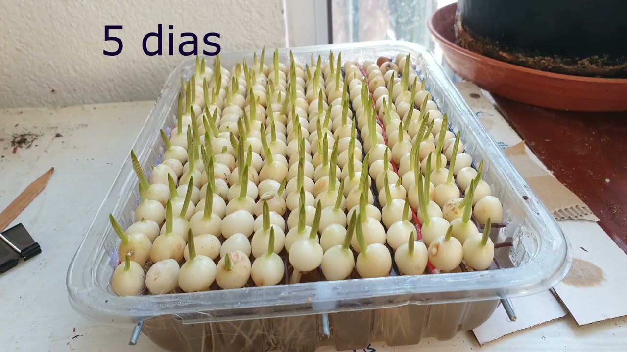 como hacer plantas de ajos elefante en 14 dias en casa