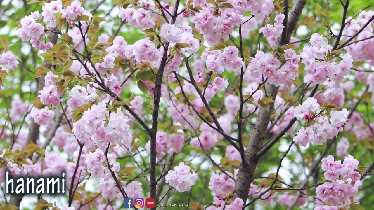 Cherry blossoms in Japan - Hanami (Imabari City Ehime)