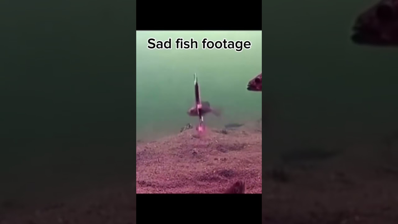 Crazy hook set 🤣#funny#fishing#bassfishing