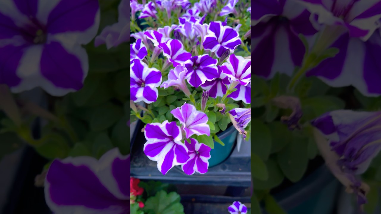 Purple Flowers 💜 #flowers #springflowers #nature #garden #naturephotography