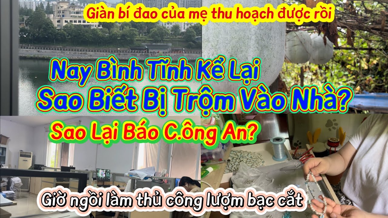 🌻427🌻Mẹ Trồng Giàn Bí Đao To Khổng Lồ. Kể Lại Chuyện Làm Thế Nào Biết Nhà Bị Trộm?