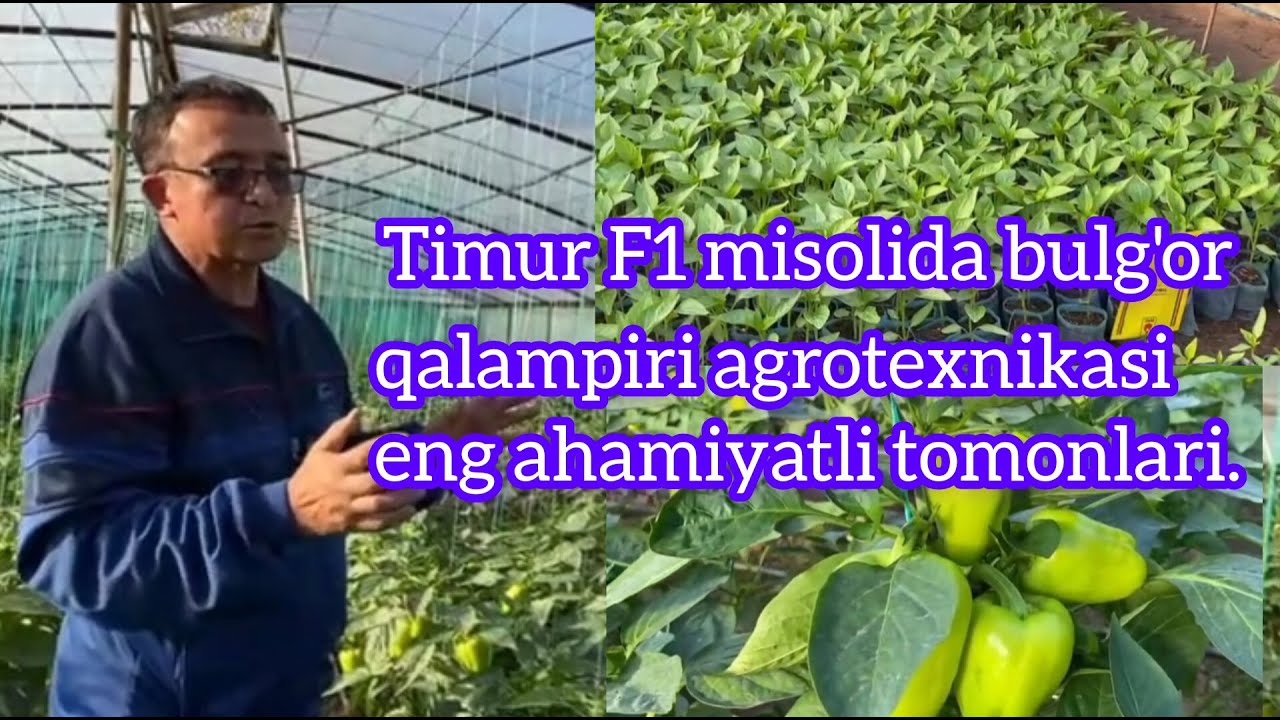 3 - қисм Timur F1 мисолида булғор қалампири агротехникаси энг аҳамиятли томонлари.