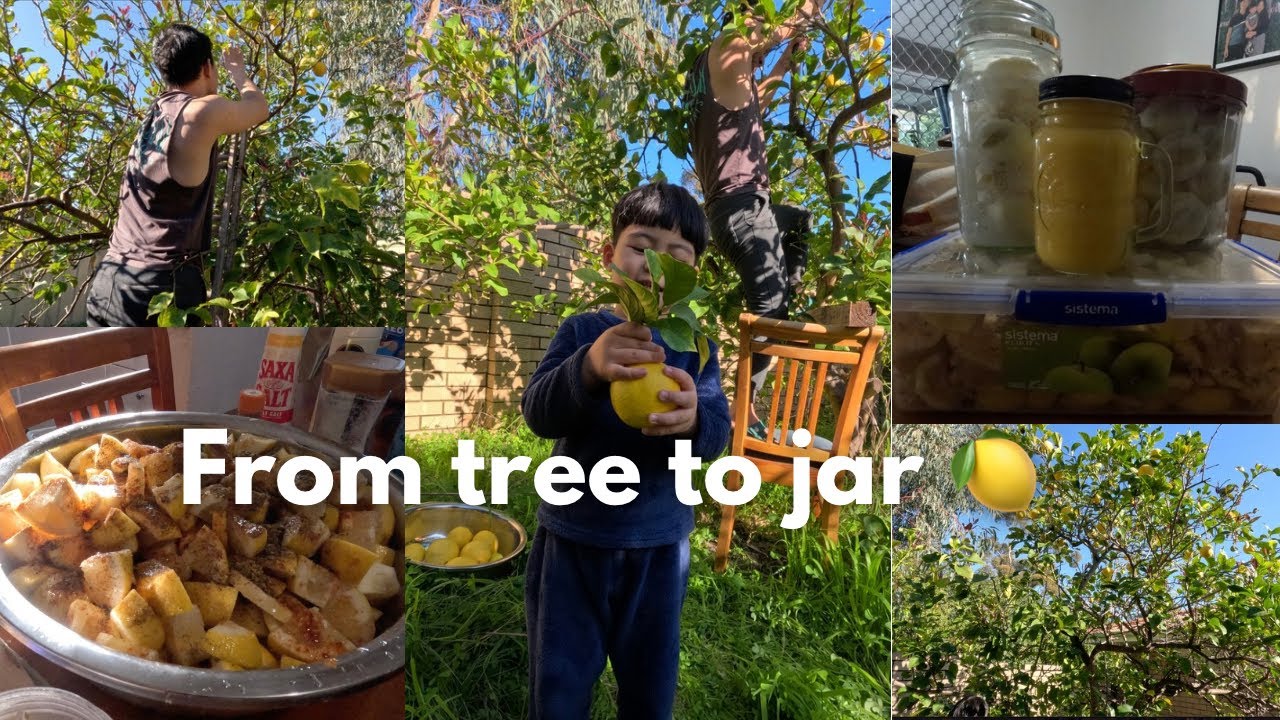 We Picked Lemons from Our Backyard and Made This| Lemon Pickle Recipe| Bhutanese Family In Perth|