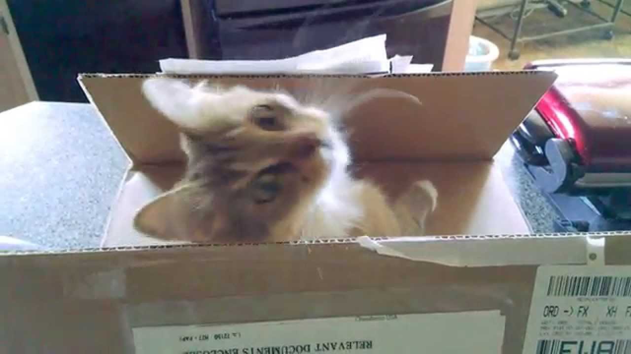 Beware of Strange Cat-alogs