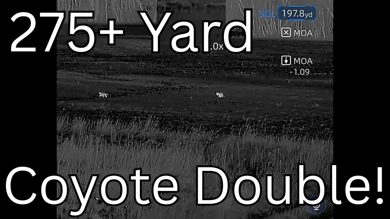 Bad to the Bone Coyote Double at 275 Yards on Thermal! 22 Creedmoor Slays with Iray Rico MK2 LRF 640