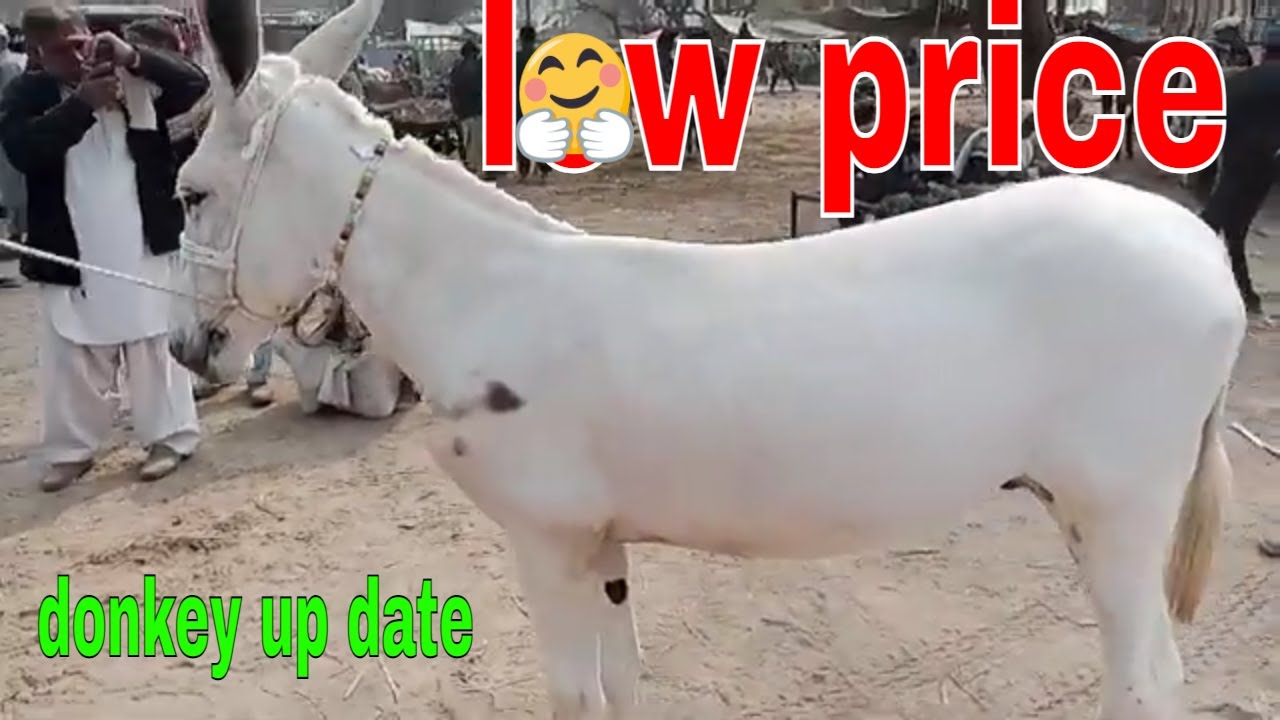 donkey market ;  donkey mandi ; ,amazing videos ; good price