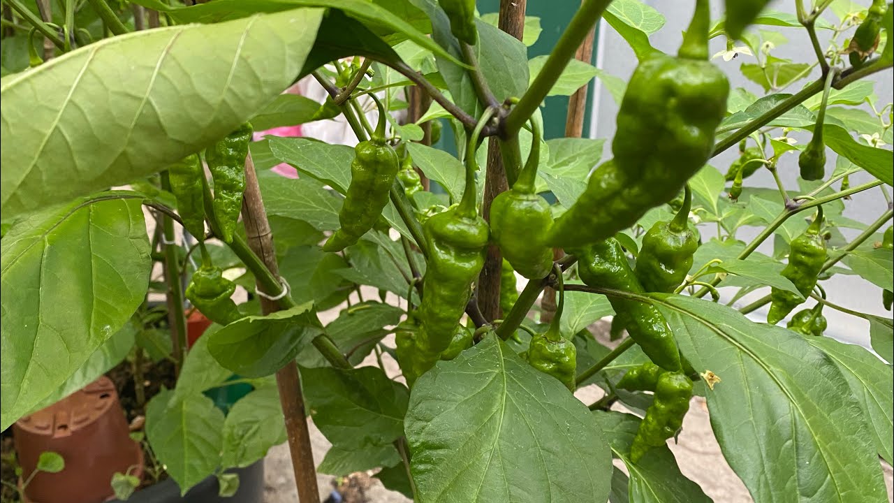 Homegrown Naga process 