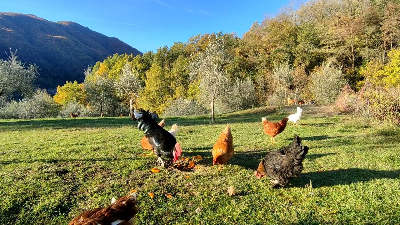 Dal Pollaio buongiorno insieme alle galline oche anatre faraone e tacchini