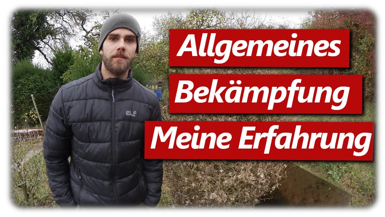 Buchsbaumzünsler - Was nun? | 8 Maßnahmen und mehr