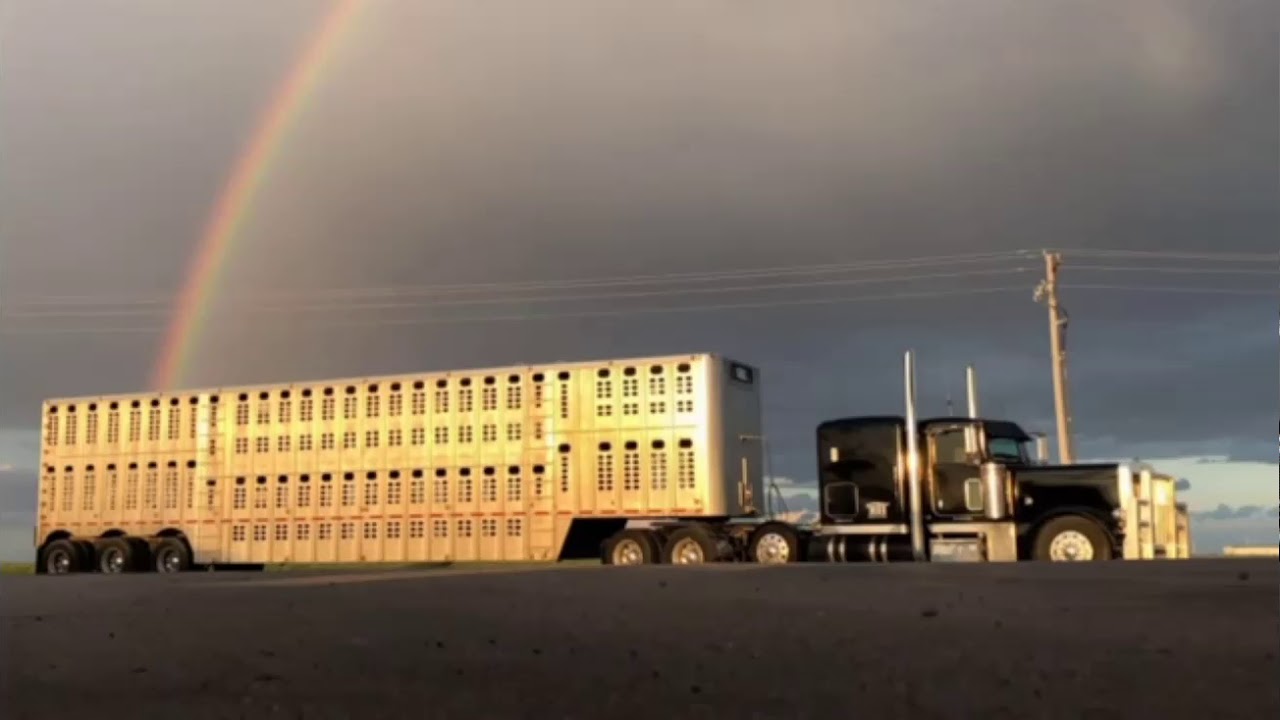 cow truck whiskey