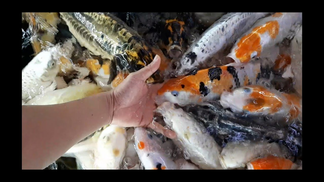 Quán cà phê Cá Koi cực đẹp TP Cà Mau