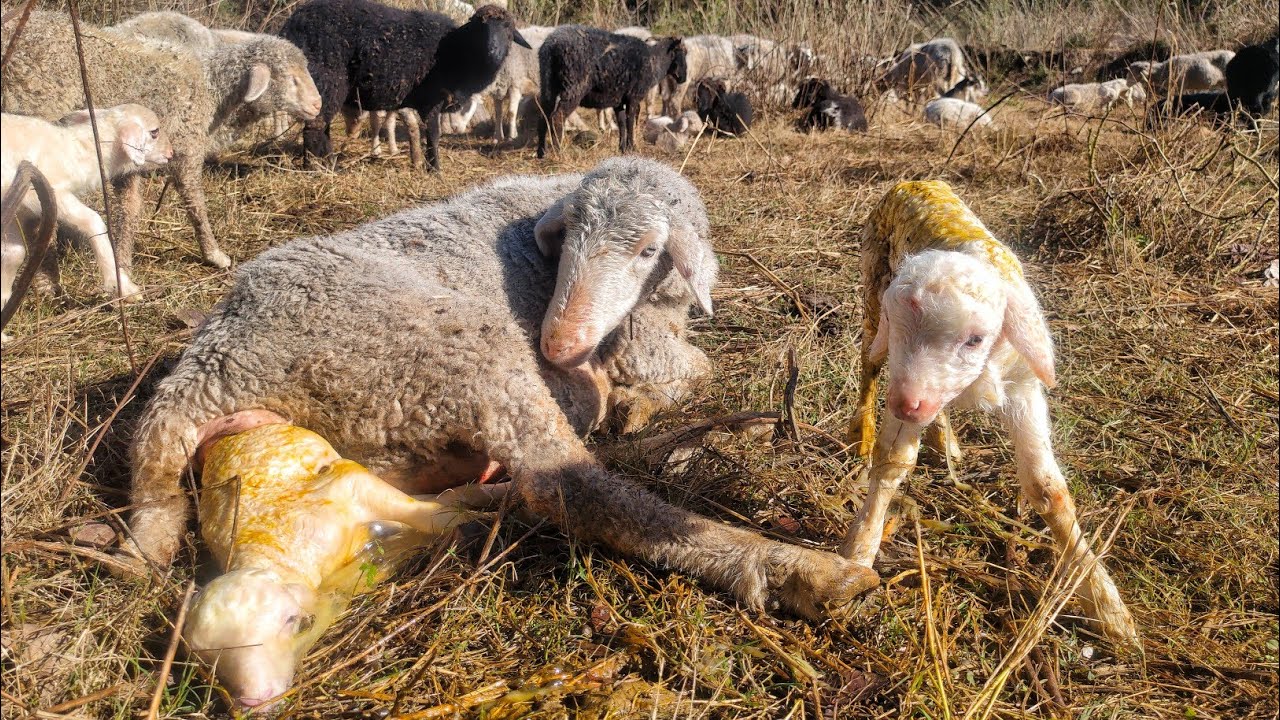 नवजात भेड़ का बच्चा | Newborn Lamb | Gaddi Tribe 🐑