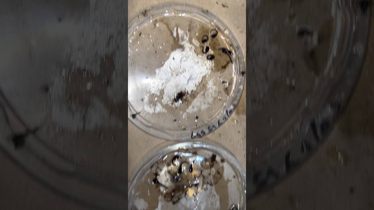 Pulling Dart Frog Eggs and Setting Up Newly Hatched Tadpoles with Houston Frogs