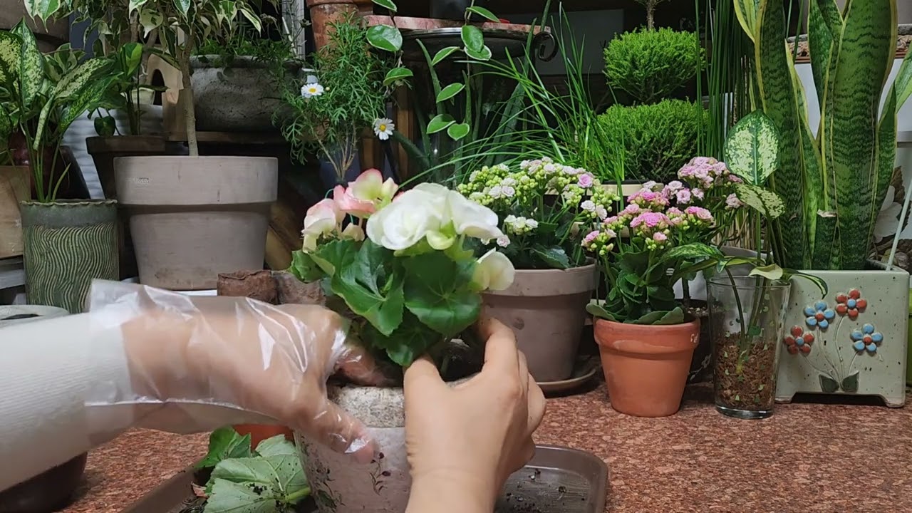 겨울창가를,환하게/장미베고니아)꽃이,잘필수있게/키우는방법