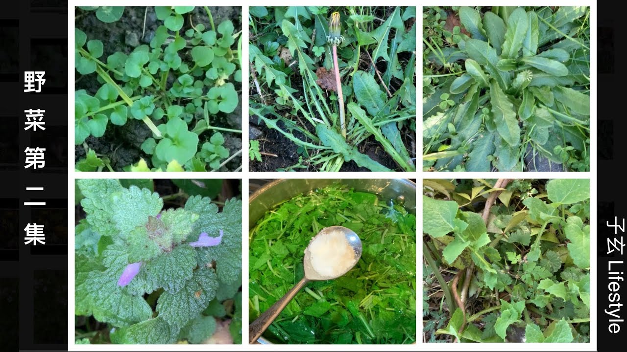 野菜（第二集）碎米荠/蒲公英/猫耳菊/圆齿野芝麻/苦苣菜属/Wild vegetables/野外生存/子玄 Lifestyle
