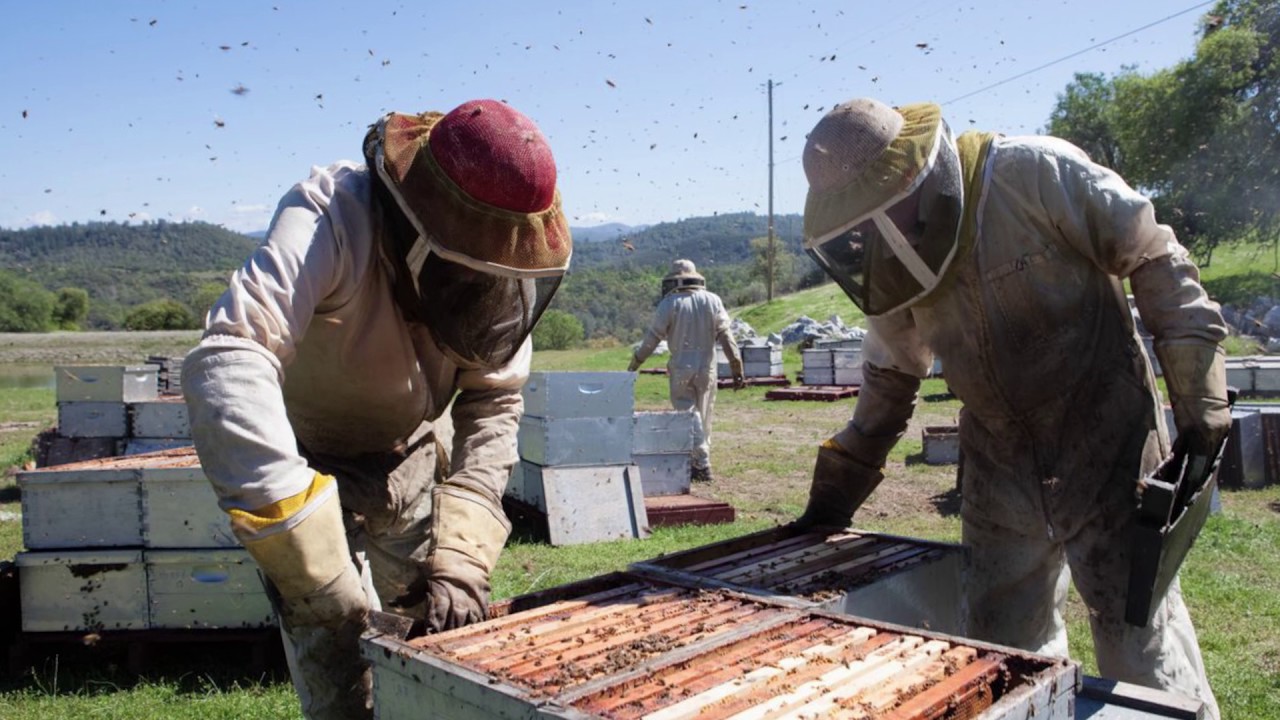 Keep the Hives Alive Primer hi-resolution