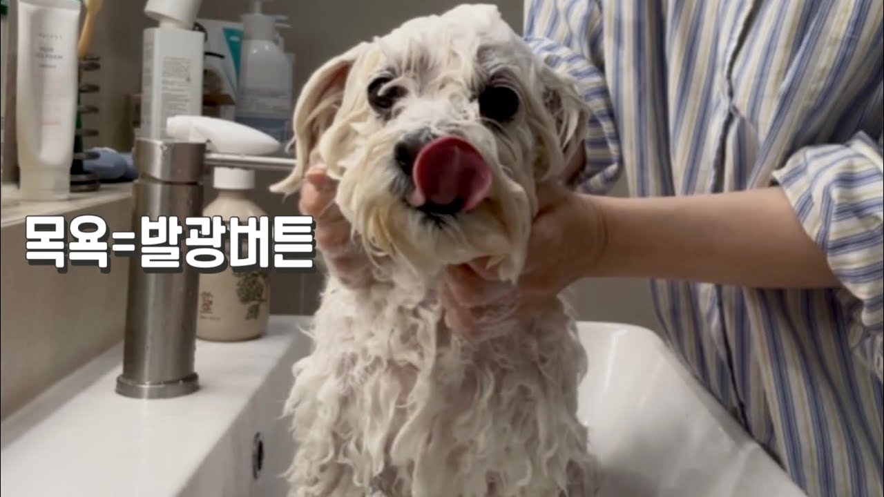 Vlog. 강아지 목욕시키고 엽떡으로 회복, 그리고 동기 청모 | 현실 1인 가구 브이로그