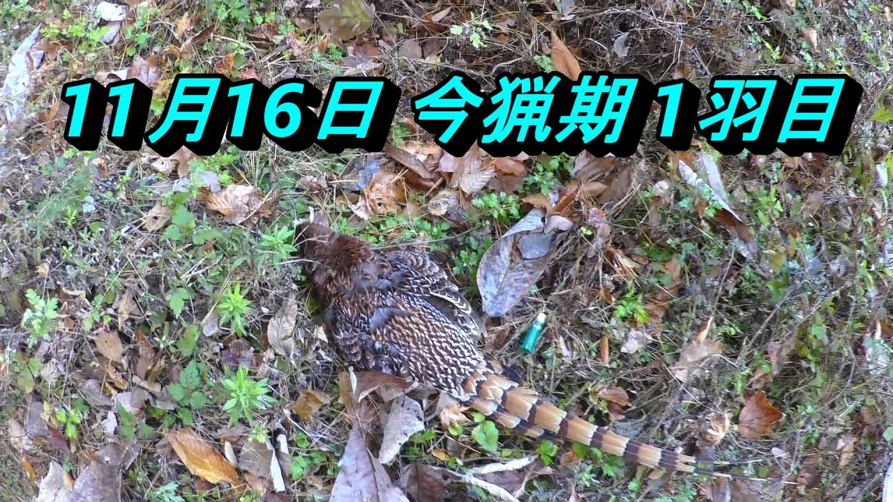 ヤマドリ猟20251116猟果1羽