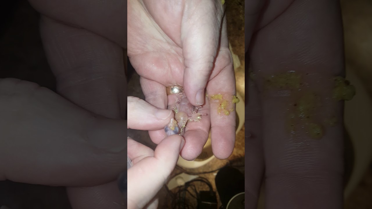 Feeding a baby cockatiel from day one