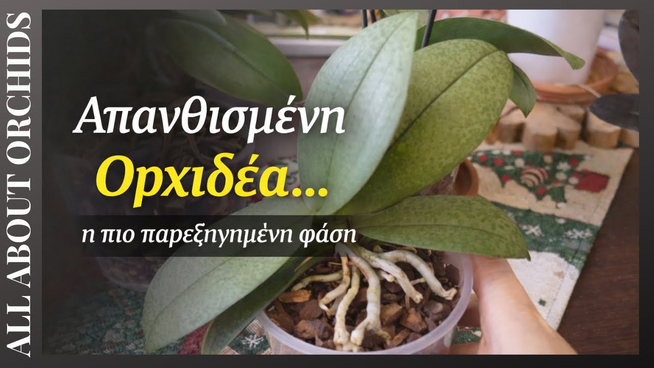 Απανθισμένη Ορχιδέα: η πιο παρεξηγημένη φάση & τι πρέπει να κάνουμε