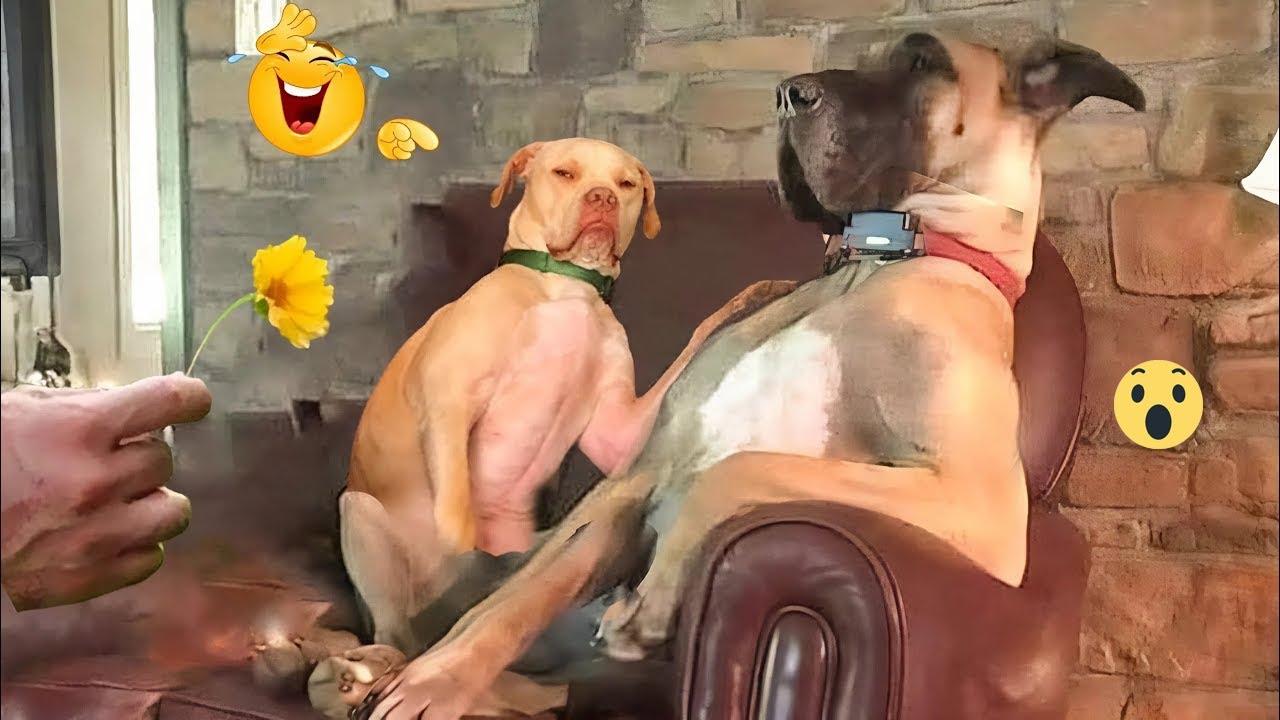 This Dog Went Full Goofy 😂 Funniest Dog Moments 2026 #3