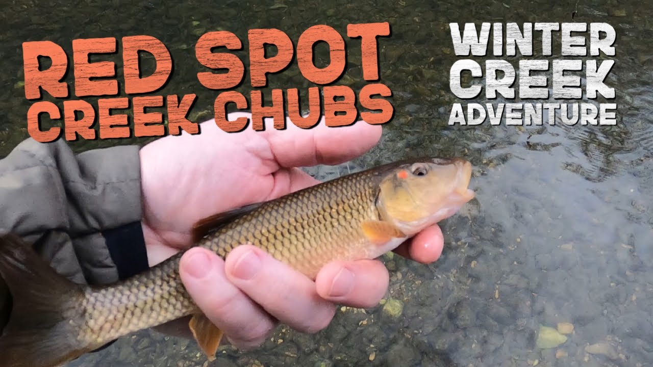 Fly Fishing for Red Spot Creek Chubs | Winter Creek Adventure