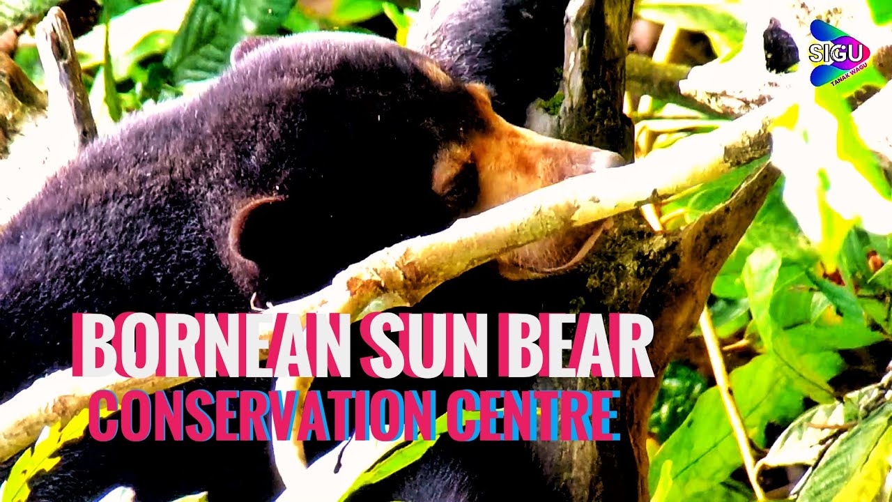 BORNEAN SUN BEAR CONSERVATION CENTRE, SEPILOK SANDAKAN