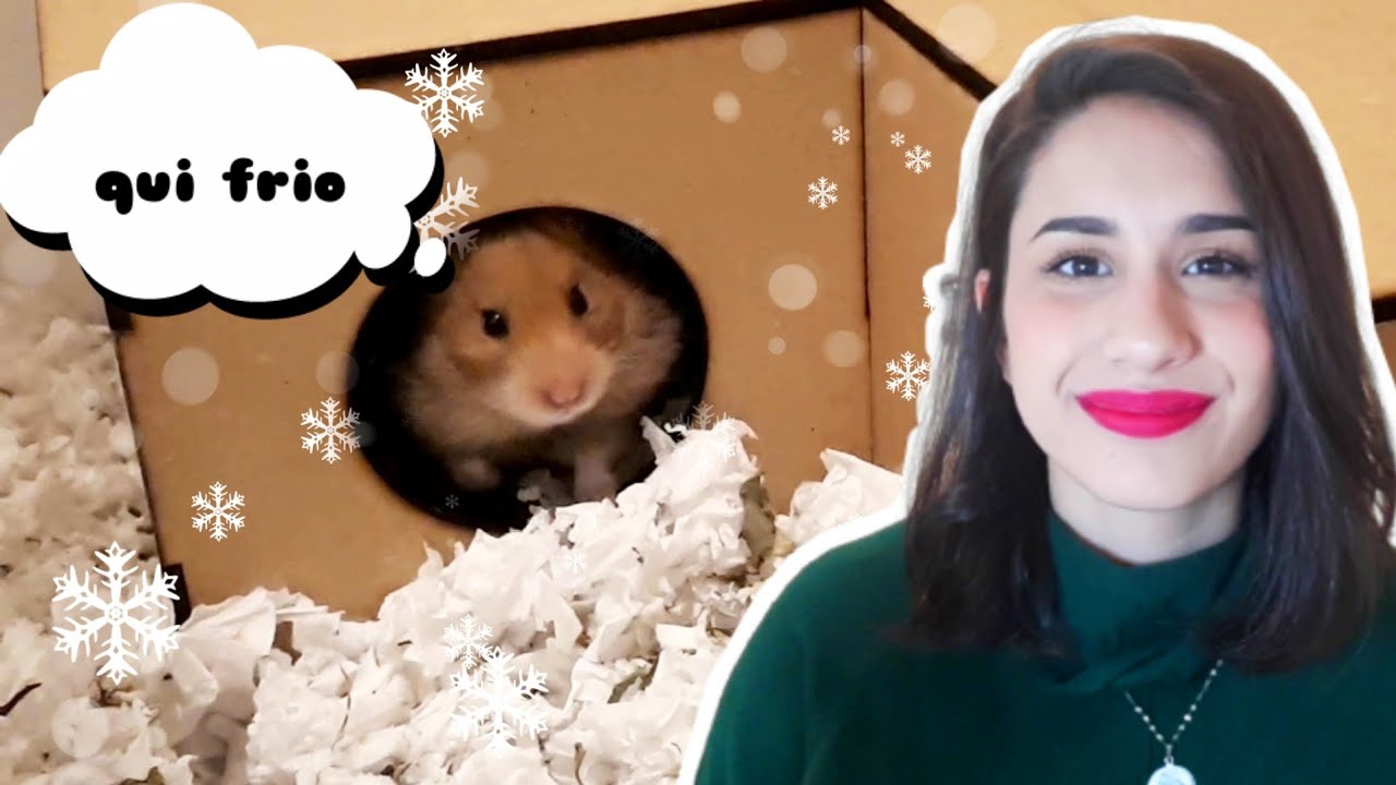 HAMSTERS NÃO HIBERNAM! Como proteger hamsters do frio.