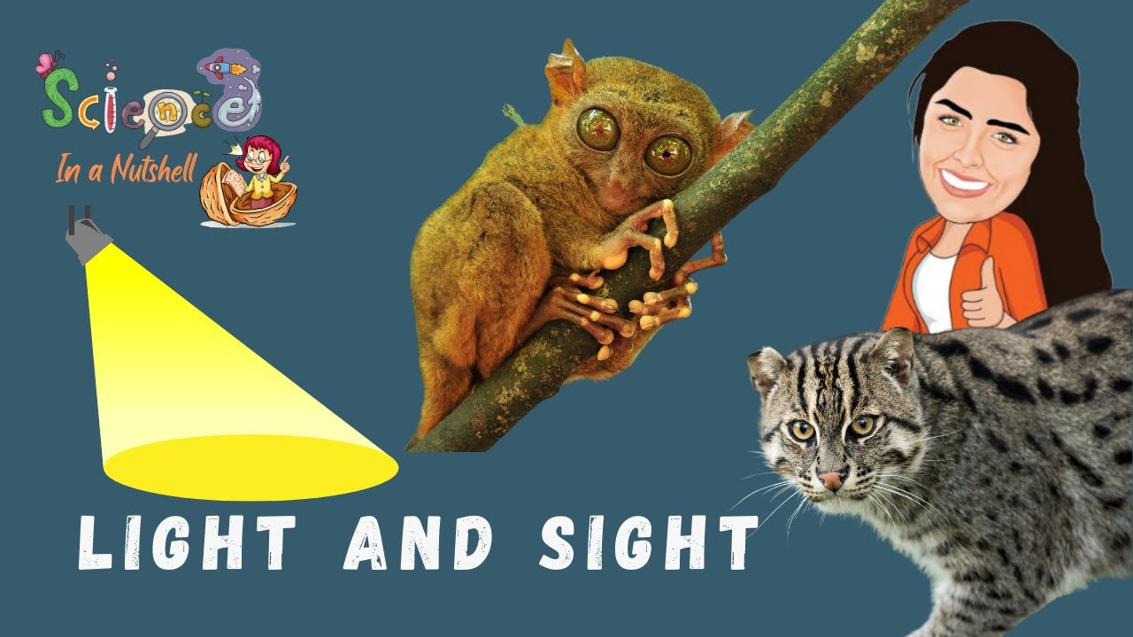 Light and Sight - Junior 4 -