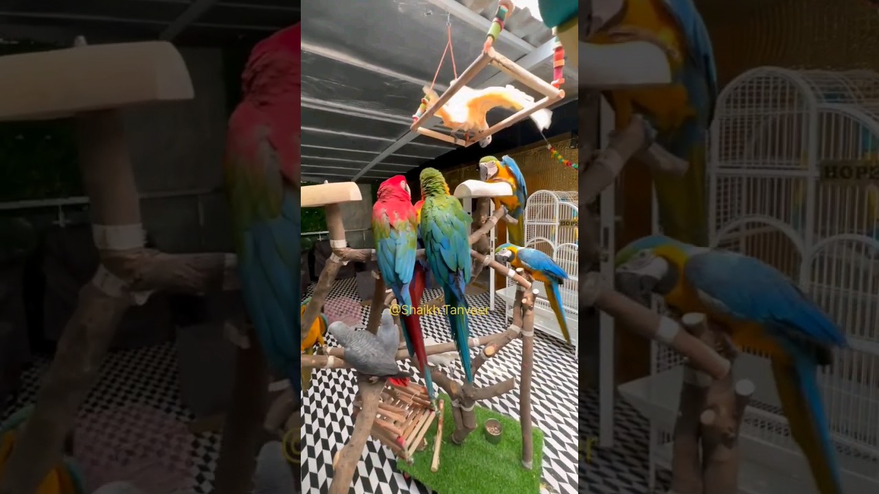 Macaw Aviary Setup | Exotic Birds Extravaganza : Macaw, Cockatoos & African Grey