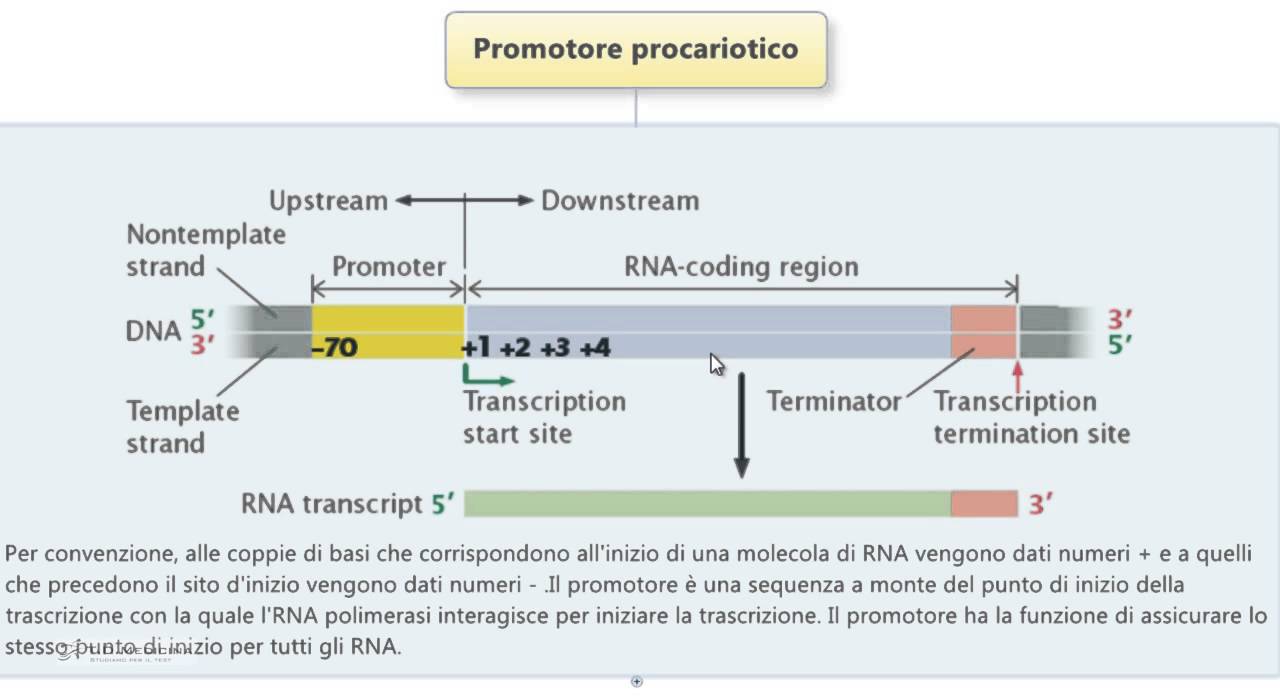 Test Medicina - Promotore procariotico