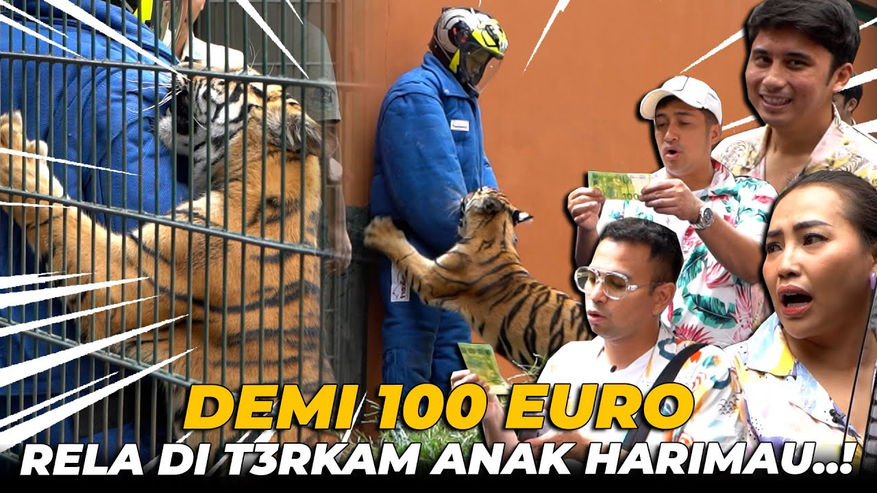 GREGETT..! DEMI 100 EURO ASISTEN RAFFI AHMAD RELA DI T3RKAM HARIMAU..! MPOK ALPA, ALSHAD AHMAD PANIK