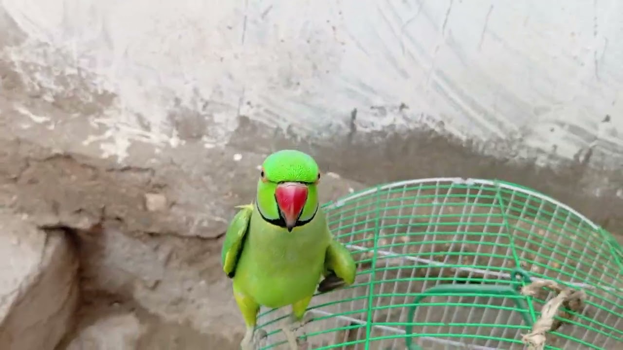 talking parrot felling angry😈😈🥵