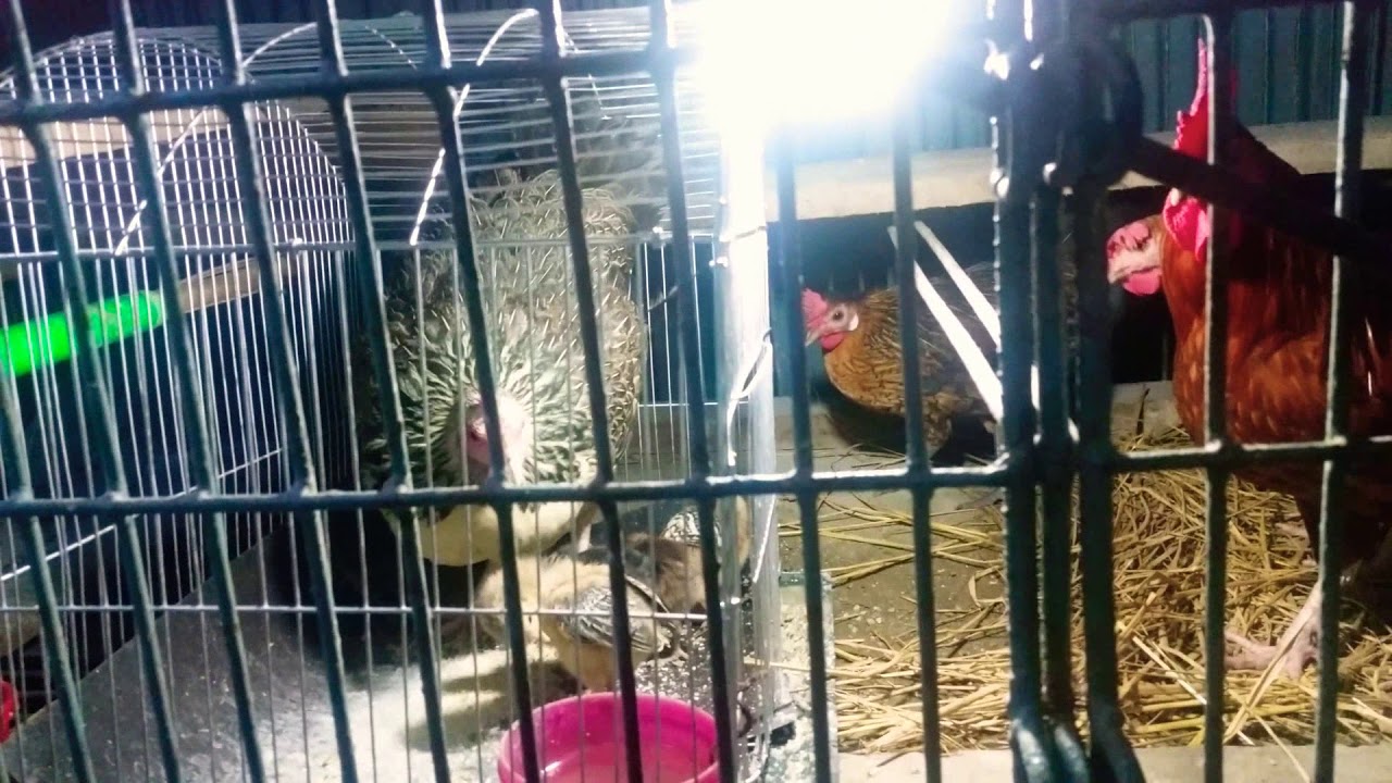 Hen's family is so cute. (I love hen's)