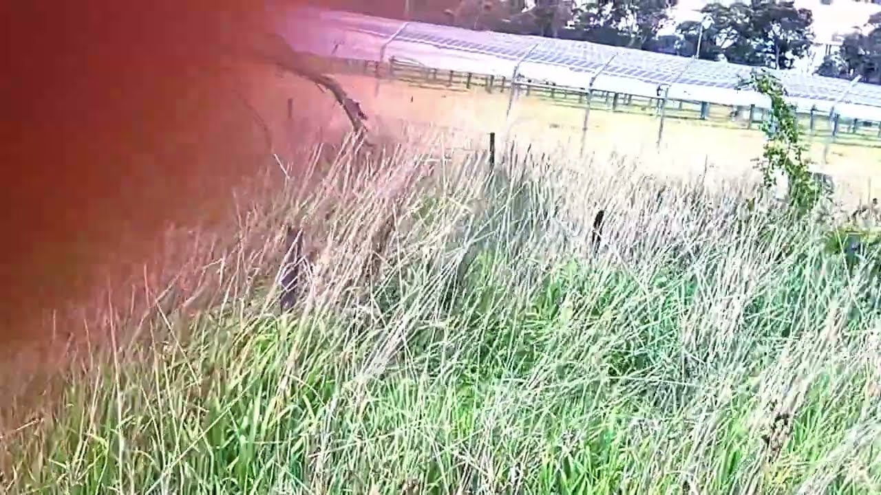 Agrivoltaics or Dual Land Use for Solar Energy & Sheep Grazing#farm #sun #sheep #watch #share