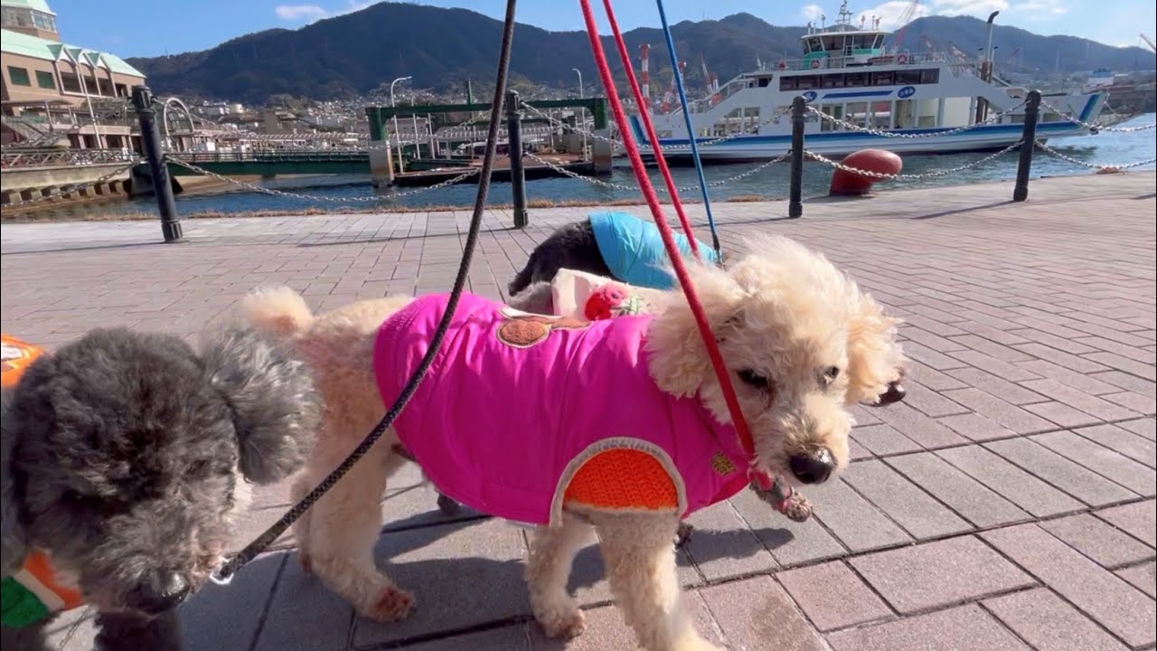 2026.1.12古鷹を背に大和波止場をワンパトEveryday poodles