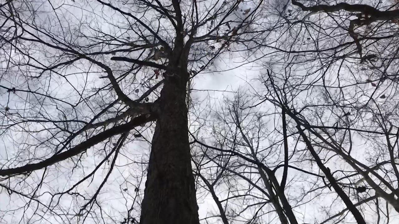 White Oak Initiative