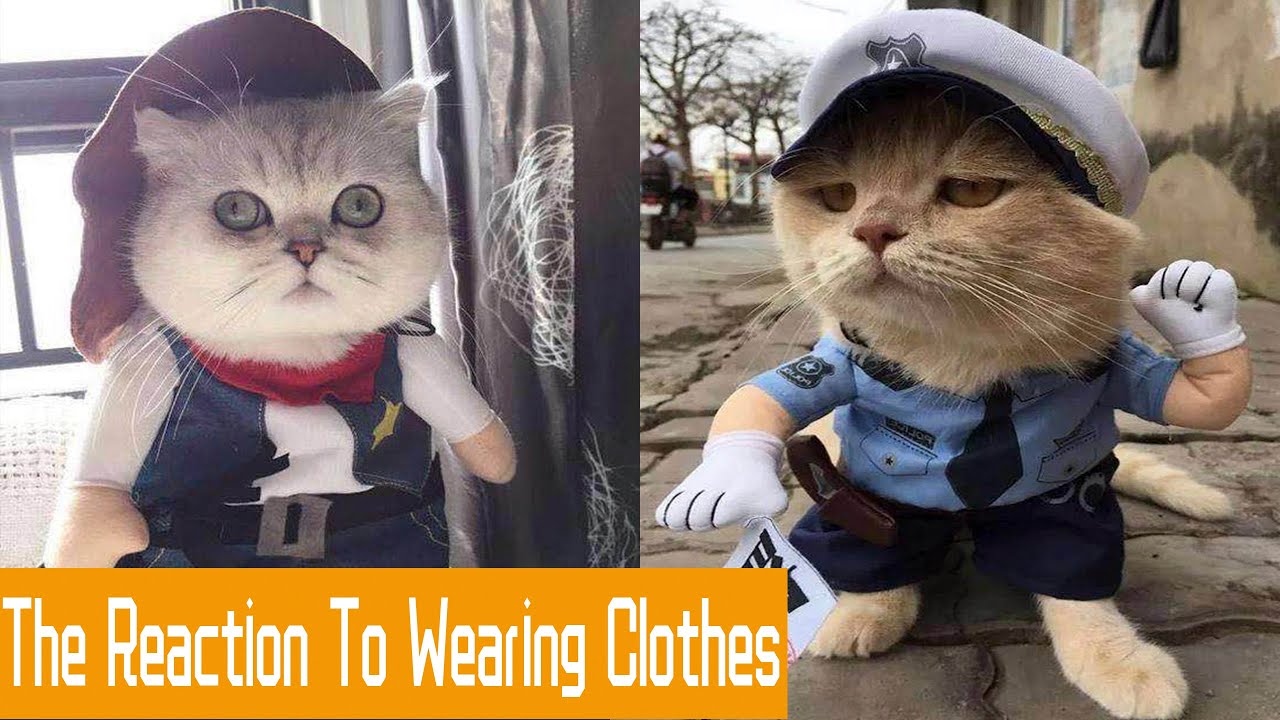 &hearts;Funny reactions of cats  and dogs wearing clothes &hearts; | Cute Animals