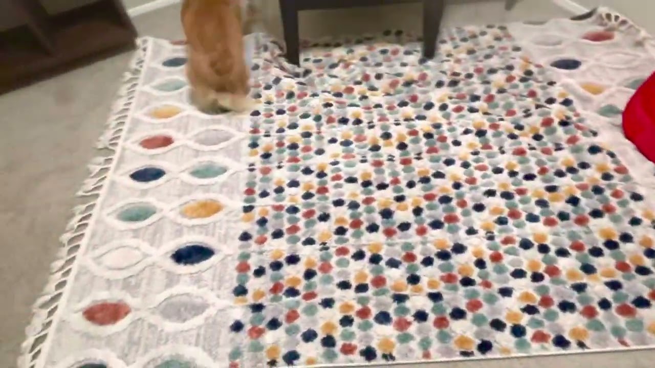 Corgi Zoomies Original