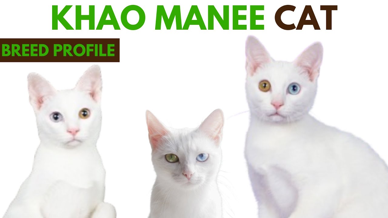 Khao Manee Cat Breed Profile History - Traits - Price - Khao Manee Cat Grooming Needs - Lifespan