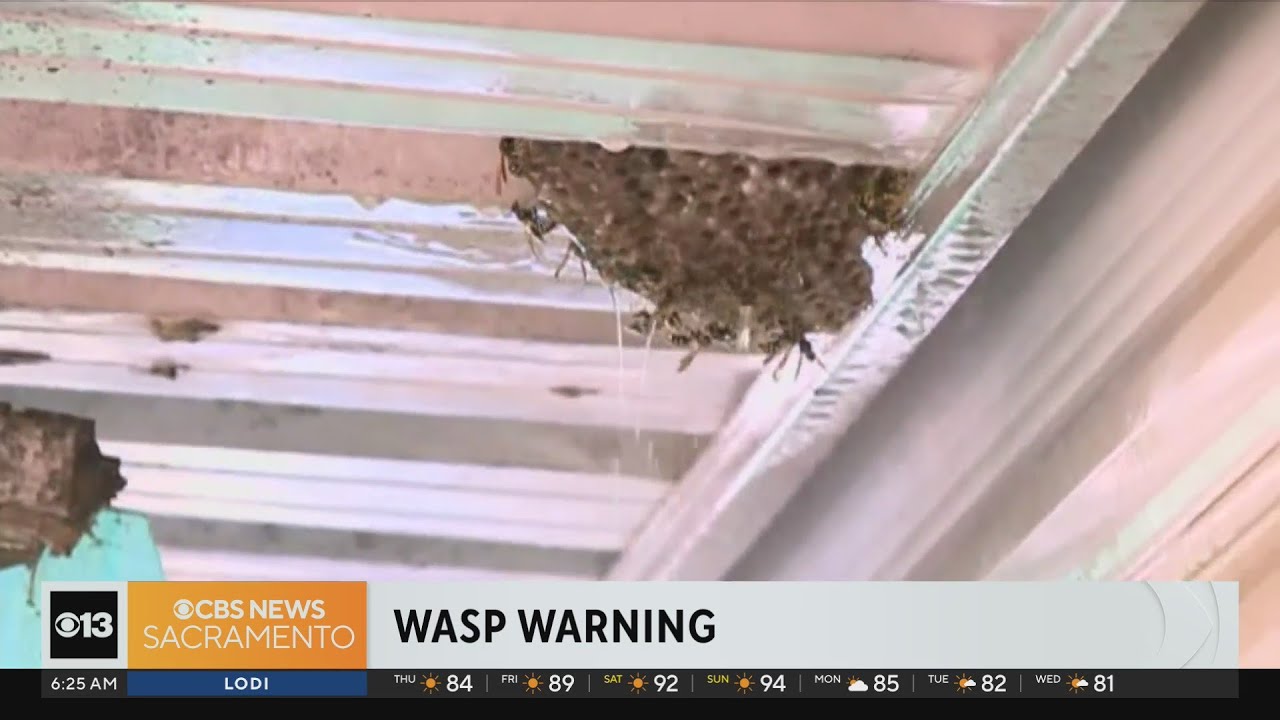 How to avoid wasps during wasp season