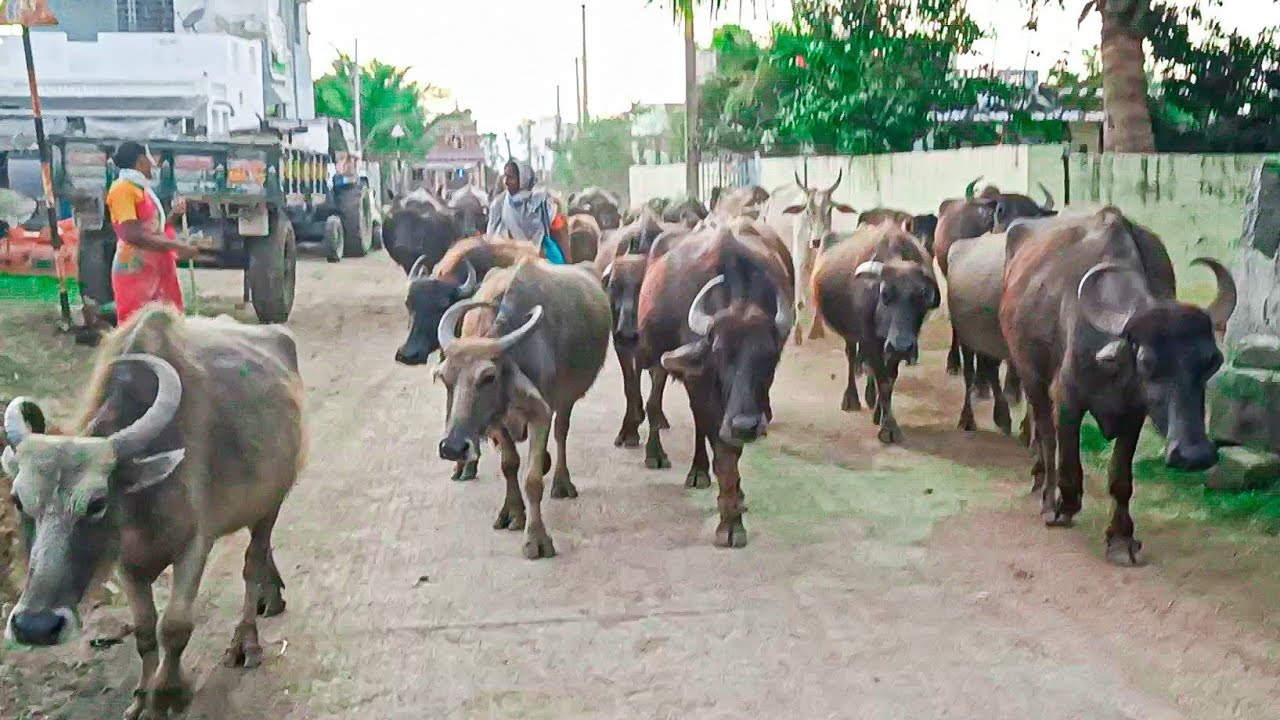 Buffalo Video day-172 evening Eating after coming myHome All Buffalos||Shobhamma||