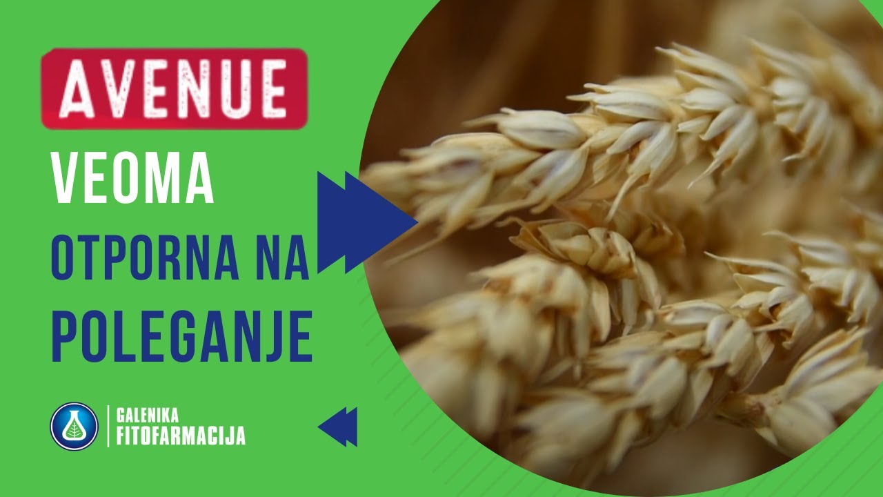 AVENUE - najsejanija Sorta pšenice u Srbiji prethodnih Godina!