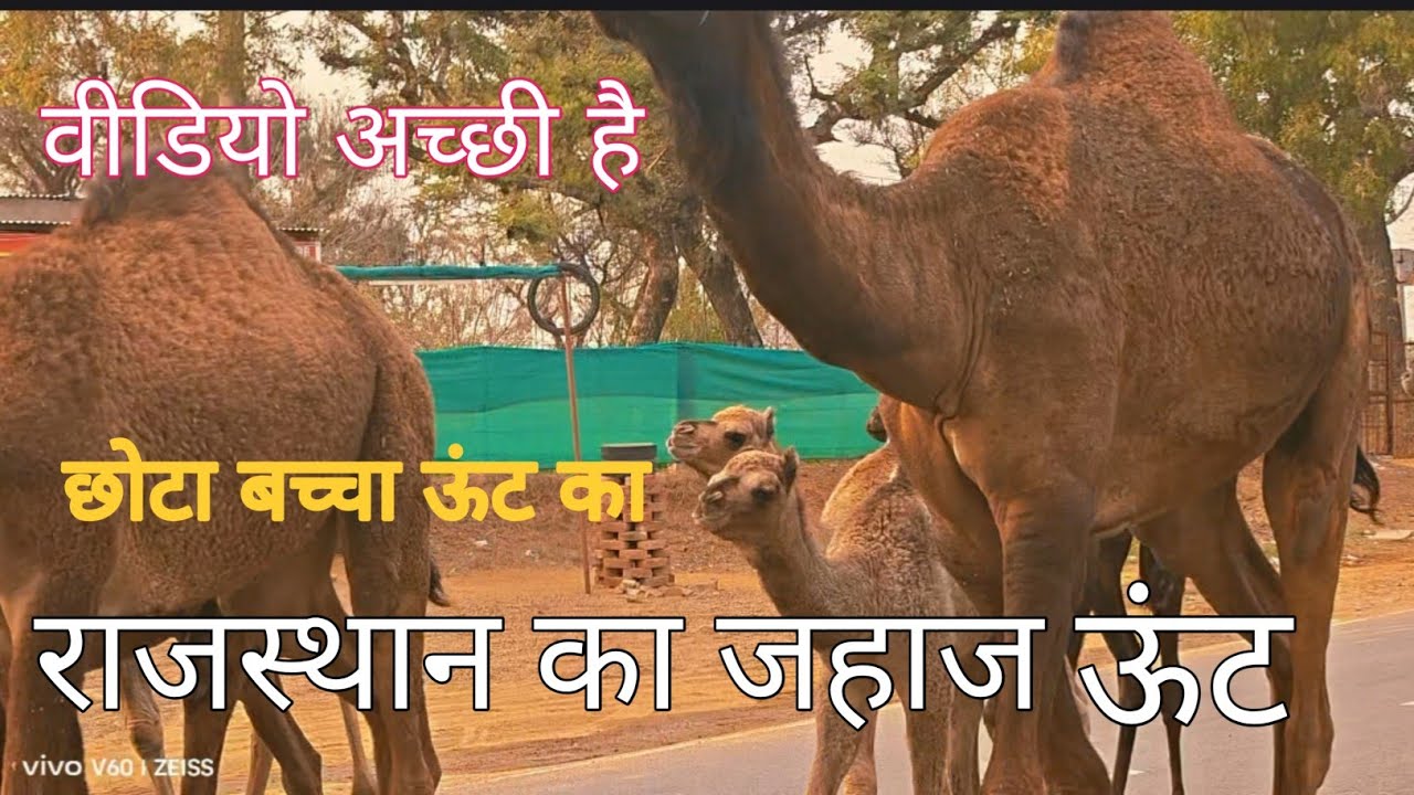 #राजस्थान _का जहाज_ देखा ऊंट 🐫| #Rajasthan ka _jahaj dekha unt|#video#@Ashok9125MEENA #vlogs 