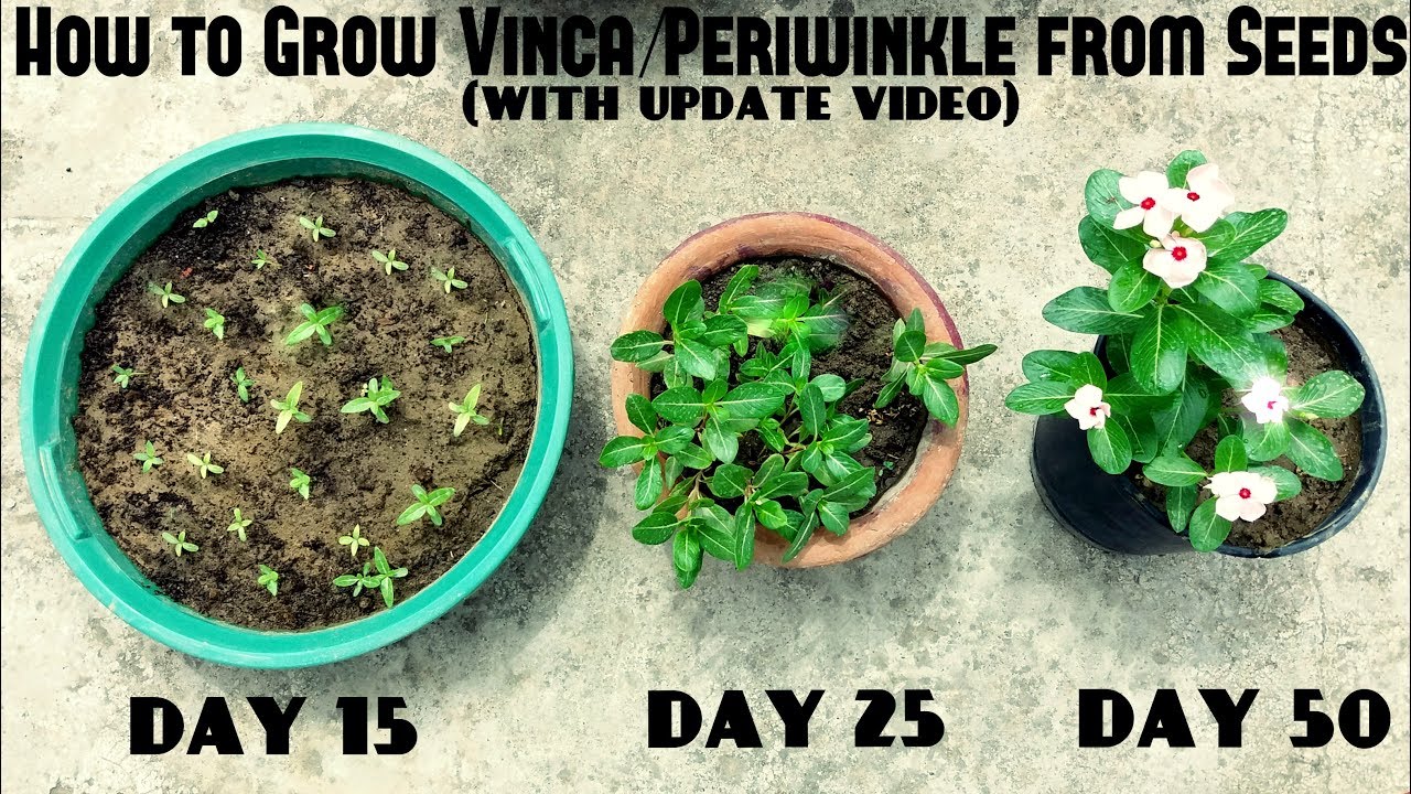How to Grow Vinca or Periwinkle from Seeds (With update videos)