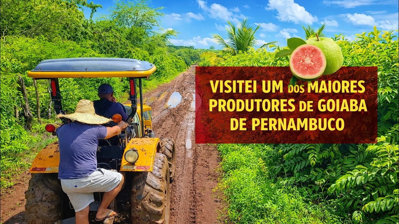 VISITEI UM DOS MAIORES PRODUTORES DE GOIABA DE PERNAMBUCO | são mais de 20 mil pés de goiaba 